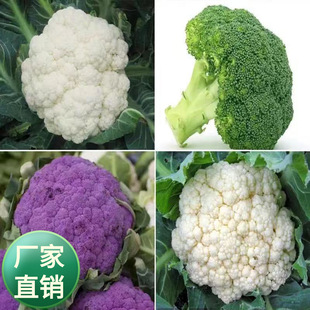 Home Planting Bagged Color Bag Green Broccoli Orchid Vegetable Seed Cauliflower Bag Cauliflower Brassica oleracea Perennial Balcony