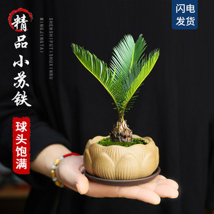 �F������ֲ���҃Ⱥ��B����������������Сֲ������U���K�FС�辰