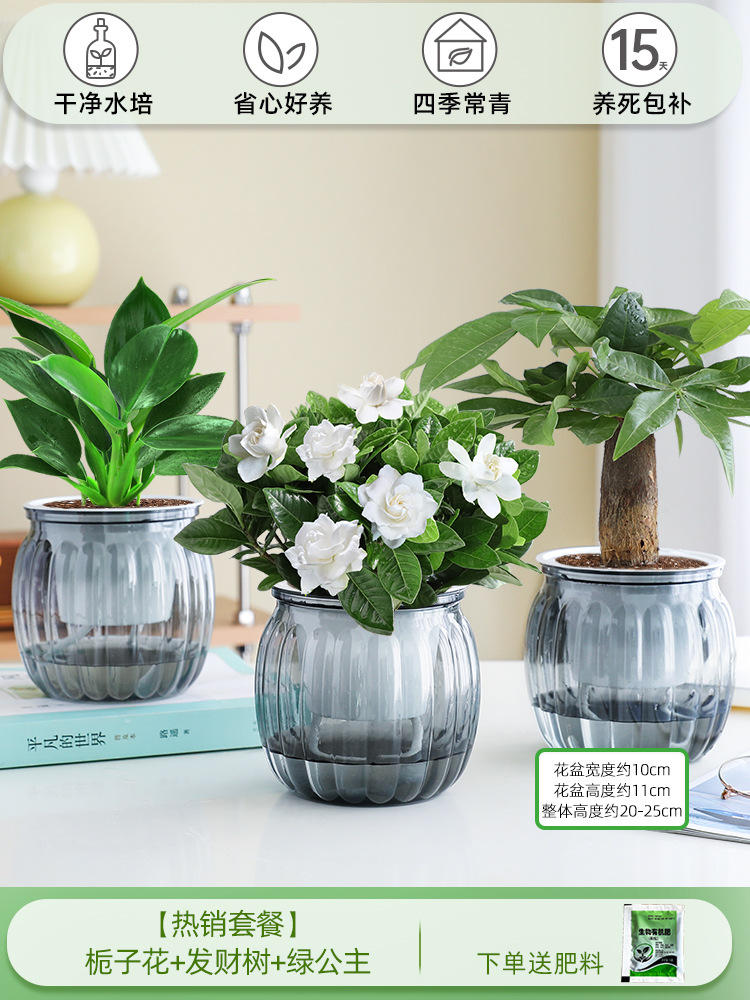 [인기 패키지] 치자나무 + 머니트리 + 그린 프린세스