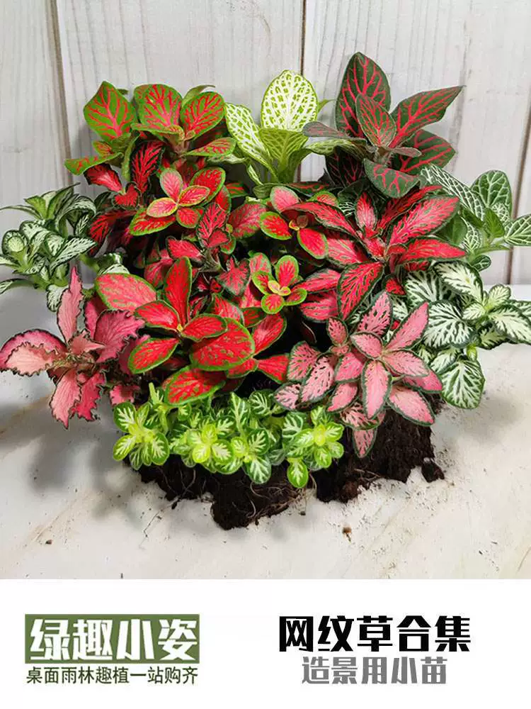 Сетчатая трава, мх, микроландшафт, бутылка, сделай сам, ландшафтный дизайн, аквариум с водным и наземным тропическим лесом, креативные красочные листья, мини-маленькие растения