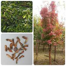 ��ľ�N��ѪƤ�ʷN���ʿƘ�ľ�N��ѪƤ�ʘ�NѪƤ�ʷN�G���@�ַN��