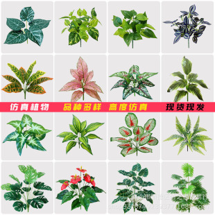 �ٻ��҃���͏d����Gֲ��ظ߼�����߶��p������ֲ��M���쾰