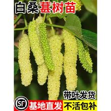 ��ɣ�ؘ������ԟo�Ѵ�ʮ�޽�ˮ��ɣ�����ϱ����ش�̖�������