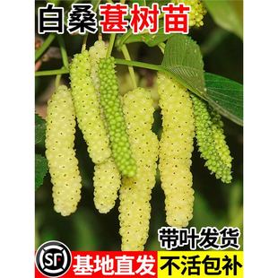 ��ɣ�ؘ������ԟo�Ѵ�ʮ�޽�ˮ��ɣ�����ϱ����ش�̖�������