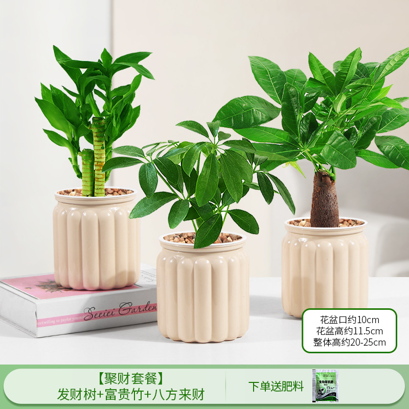 [부자 패키지] 돈나무 + 행운의 대나무 + 사방에서 오는 부