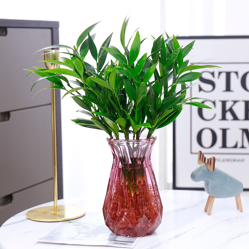 모기퇴치대나무, 편백나무 10그루(레드다이아몬드병) + 크리스탈머드 + 영양액