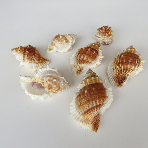 Natural conch shell striped piano snail fish tank aquarium…