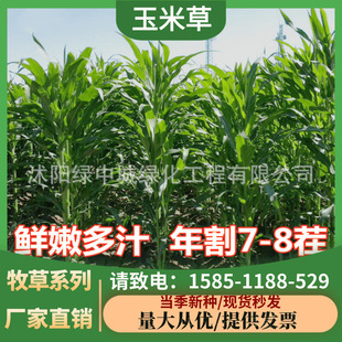 Forage Seeds, Mexican Corn Grass Seeds, Broad-Leaf Pasture Grass, Livestock, Pigs, Cattle, Sheep, Corn Grass Seeds, Pasture Breeding