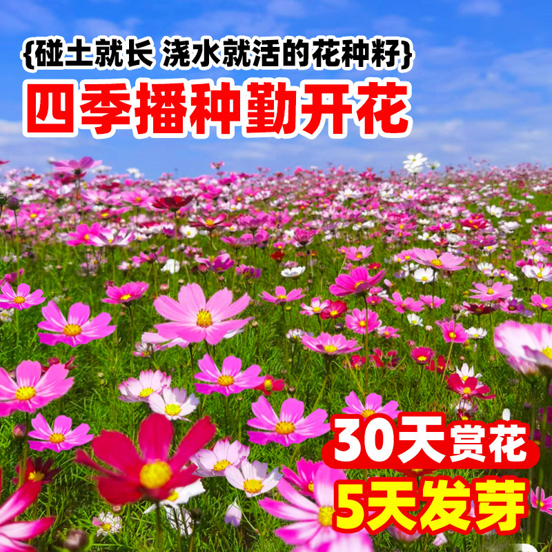 格桑花種種子ペルシャ菊太陽花種孤独野花組み合わせ芝生四季種まき開花種|undefined