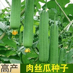 Long Luffa Seeds, High-Yielding, Early-Maturing Melon Seeds, Fragrant Long-Fleshed Luffa Seeds, Easy-To-Live Fragrant Melon, Fruit and Vegetable Seeds for the Balcony in Season