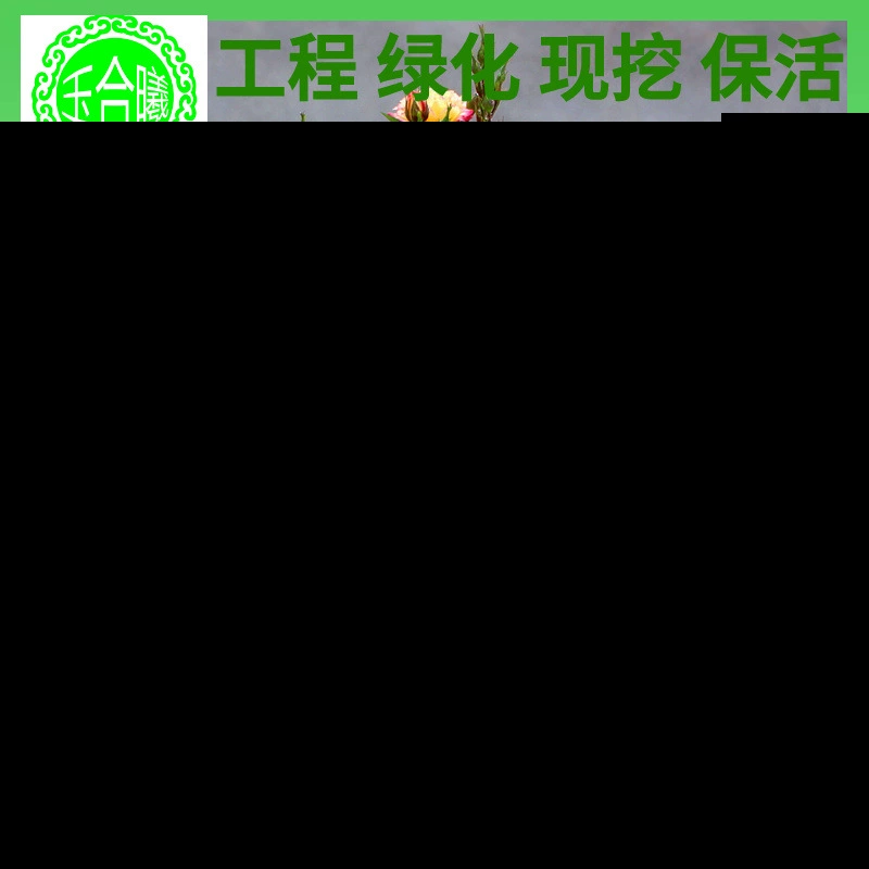 Основной запас миниатюрных розовых растений в горшках, многоквадратных мини-розовых рассады, разноцветных роз, для внутреннего балкона, внутреннего двора с малышами.