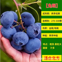 休伦果树珠宝蓝莓树苗基地薄雾蓝莓苗南北方种植绿宝石法新蓝莓苗