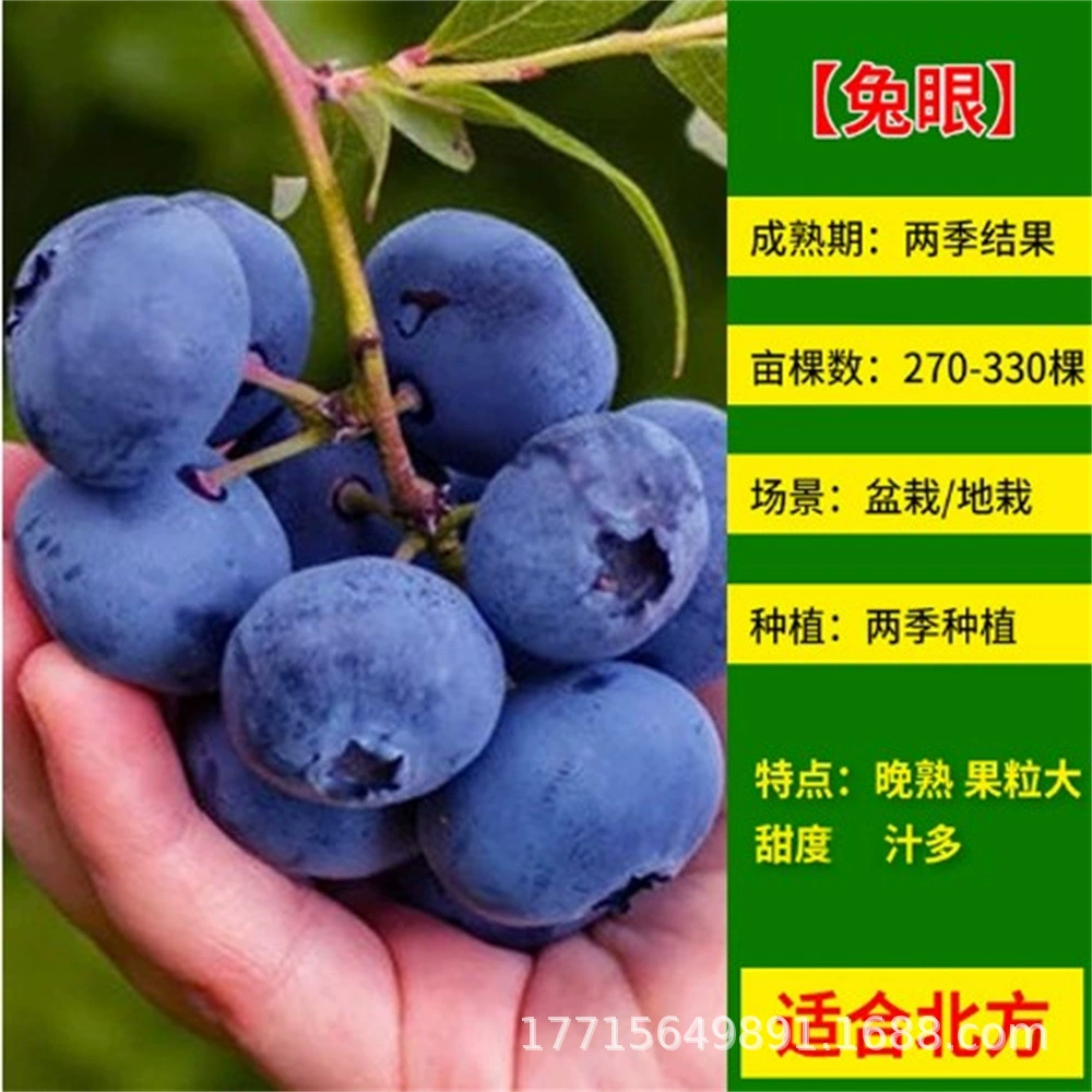 Ювелирные изделия фруктового дерева Черника Рассада База Туман Черника Рассада Север Юг и посадка Изумруд Новая черника рассада оптом