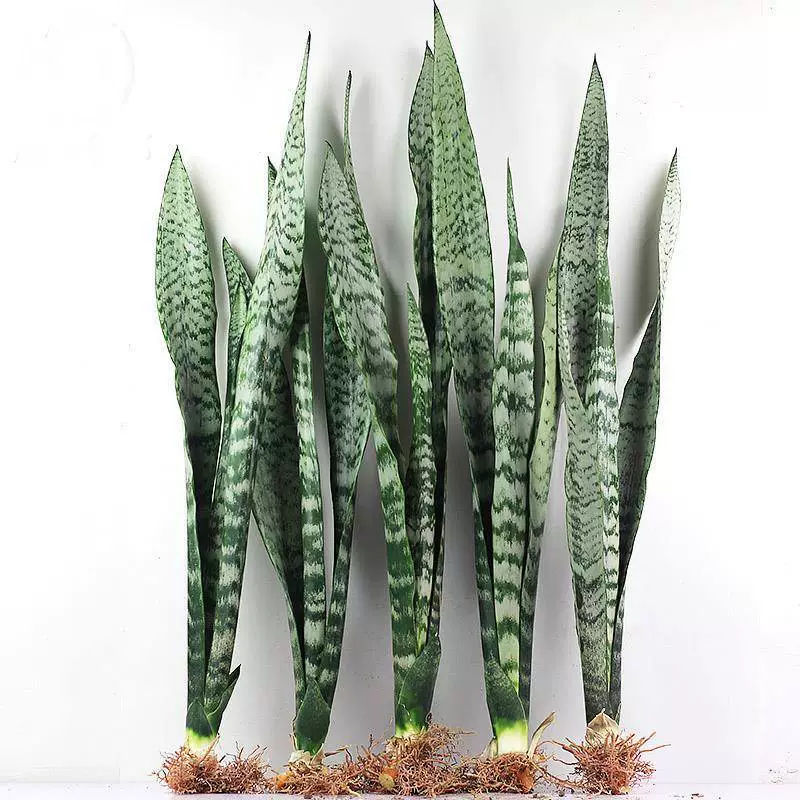 Растение в горшке с орхидеей «Тигровый хвост» с золотистыми краями для гостиной или офиса, не требующее особого ухода, большое зеленое растение, орхидея «Тигровый хвост».