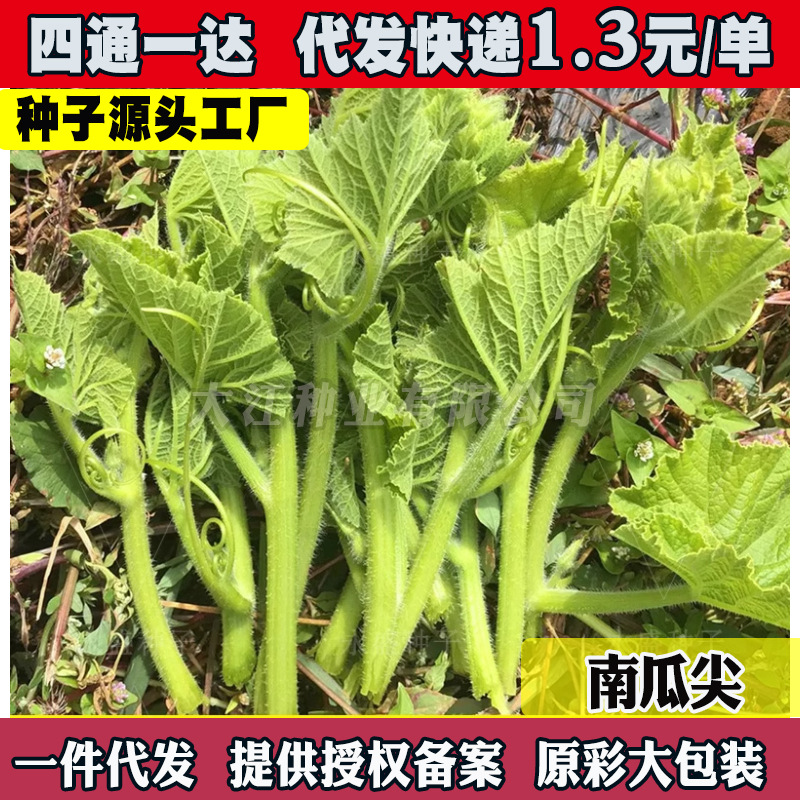 专吃南瓜尖种籽粗条南瓜苗种子丝瓜尖藤茎嫩叶四季蔬菜苗孑