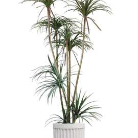 ✅绿植剑麻铁树龙血树植物装饰室内客厅盆栽落地大型假