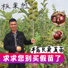 �������޽ӵ����Ϸ������Nֲ��t�ۮ���Y���ش������������