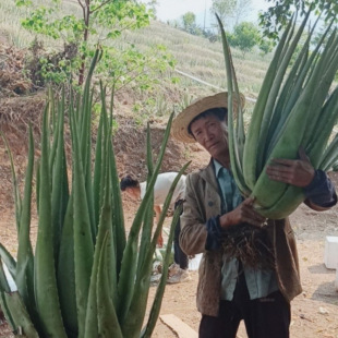 8-10斤一顆庫拉索,食用,蘆薈盆栽(送一個苗)