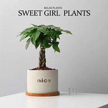 五福发财树小盆栽办公室桌面植物盆栽阳台室内绿植花卉盆栽批发