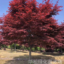 t@ֲɫGľ·^pLеļNë