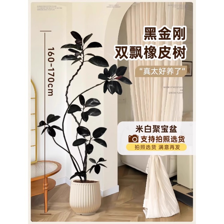 [저희 가게 인기 상품] 이중 떠다니는 가지 고무나무-1.6- 1.7m -미색 풍요의 뿔-프리 트레이