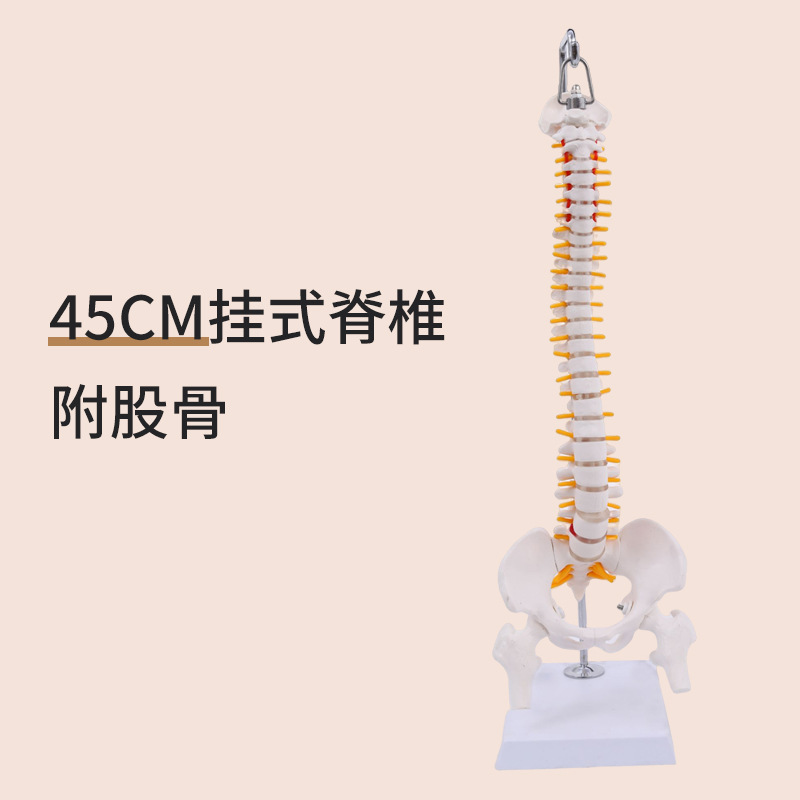 45CM���弹�������輰�ɹ�ģ�� ���񾭹Ǽܼ�����׵ģ�� ҽѧ��ѧ