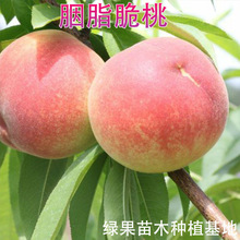 ������֬������޽��Ҙ���ˮ������׻�����Ƥ���Ҙ�����@�Nֲ