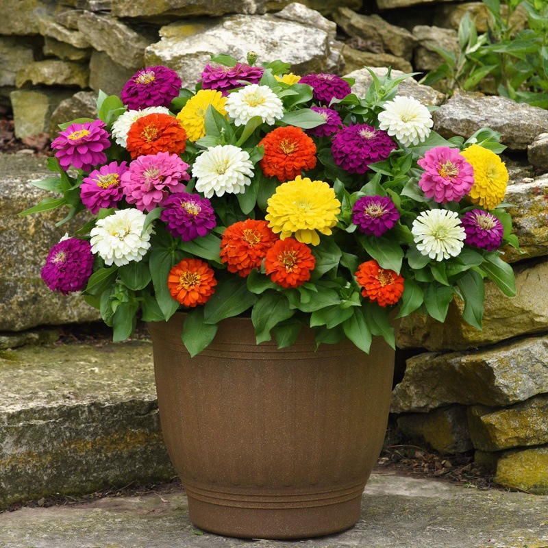 Семена цветов гнома циннии с двойными цветками и крупными цветками цветут в любое время года, семена морских цветов, семена цветов в горшках, балкон