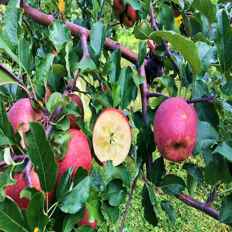 云南大理宾川特产糖心丑苹果现摘野生水果新鲜当季非昭通苹果