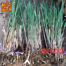 �JȔ�� ���� ˮ��ֲ�� ������ˮ ˮ�| �����G�� ��߅�쾰������Ʒ