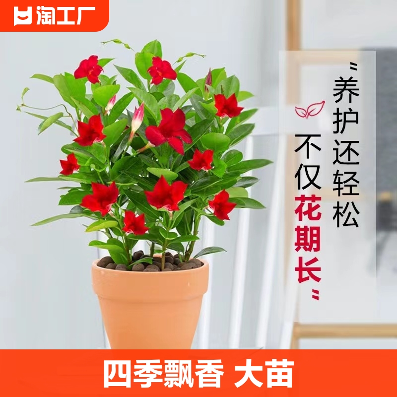 飘香藤大苗盆栽四季开花苗垂吊浓香水茉莉爬藤植物客厅阳台精品