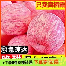 山东烟台红富士苹果当季现摘水果新鲜脆甜不打蜡带皮吃整箱包邮