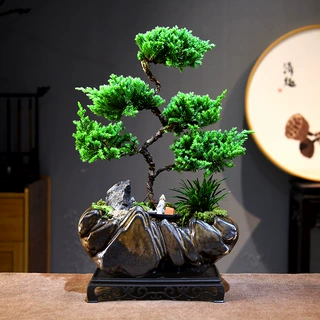 真柏盆栽室内客厅好养办公室桌面盆景绿植四季常青展厅装饰摆件
