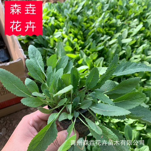 ��β�ݲݻ� �@�־��^���̲�ľ��β�� ���l��β����ľ