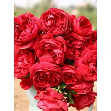 �����¼�����С���ͥ�@ˇͥԺ���B���ܾGֲ��֬�����r��