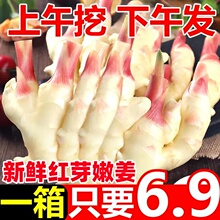 2026年嫩姜仔姜新姜山东红芽姜鲜生姜批发做泡糖醋姜时令应季蔬菜