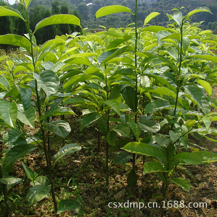 Чанша Синде напрямую поставляет саженцы смайл и магнолии для прививки различных древесных пород с гарантией качества.