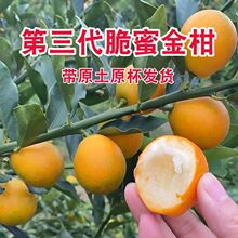 �V���ļ��ڰ����۽���������������۽�ۼ޽�����۽�����ش�̖