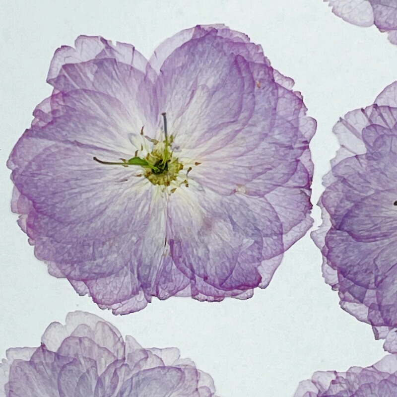 花のお土産浅紫の桜の花のエンボス植物の標本の森系の流行のゴムのアクセサリーの押し花の手作りの材料は包みます。|undefined