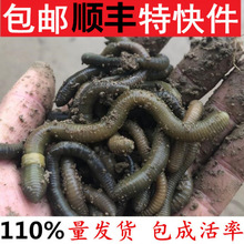 �����S�X��������������������������~�D�T�D���]