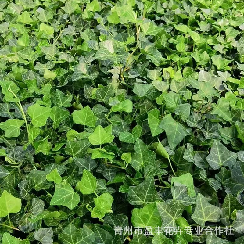Wholesale Ivy Seedlings Evergreen Ivy Seedlings Multi-Season Evergreen Seedlings Larger Quantities More Discounts