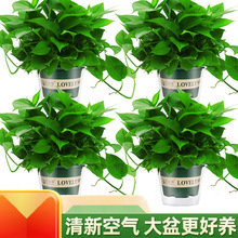 �G�}�����҃Ⱥ��B������ȩ�����՚�ˮ��ֲ��Gֲ�������ԾG�j���l