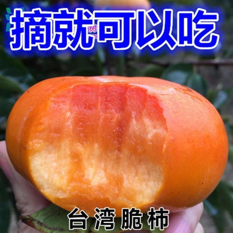 嫁接柿子脆甜特大柿子树苖南方北方种植黑柿果树苖当年结果