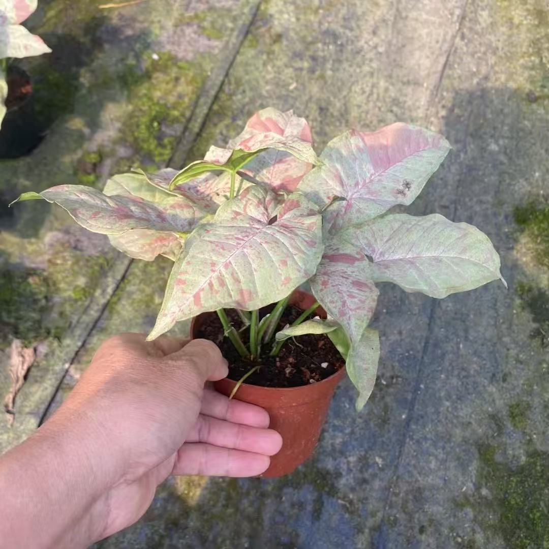 258634372304d909bd5f4598583065