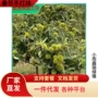 齐全嫁接板栗果树板栗苗