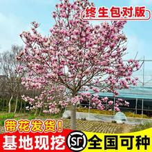 玉兰花树苗带花苞四季紫玉兰风景大树室外绿化庭院耐寒盆地栽植物