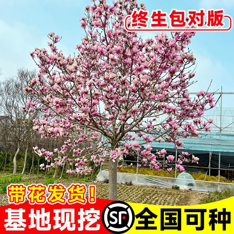 玉兰花树苗带花苞四季紫玉兰风景大树室外绿化庭院耐寒盆地栽植物