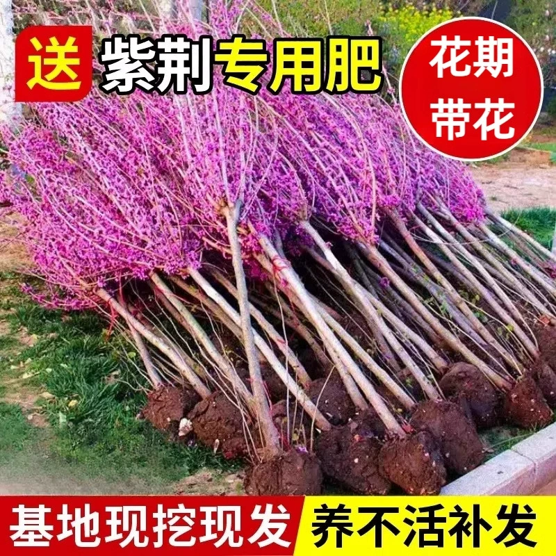 Саженцы баухинии на открытом воздухе Цветы на севере и юге