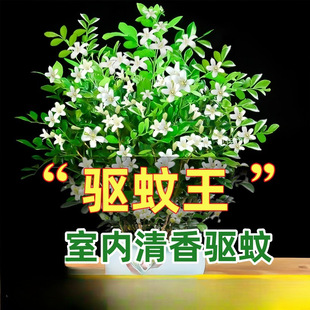 Fragrant Mosquito Repellent Jiumu Xiang Potted Flowers Indoor and Outdoor Mosquito Repellent Plants Saplings Jasmine Old Stump Bonsai Green Plants