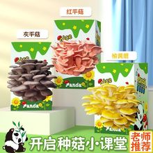 蘑菇种植盒子平菇菌包菌种食用菌栽培阳台趣味盒装儿童礼物代发
